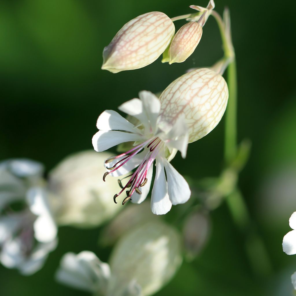 Silene vulgaris - Silene rigonfia