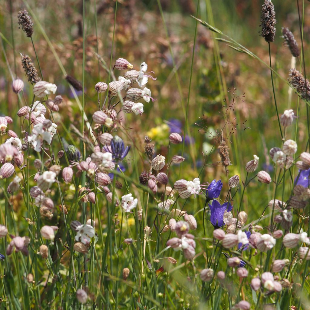 Silene vulgaris - Silene rigonfia