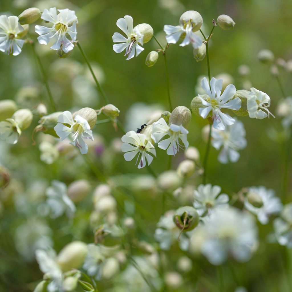 Silene vulgaris - Silene rigonfia