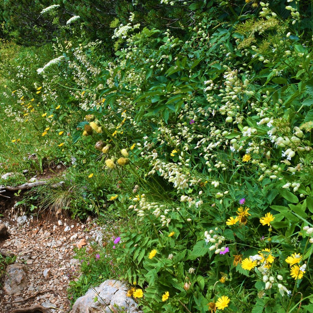 Silene vulgaris - Silene rigonfia