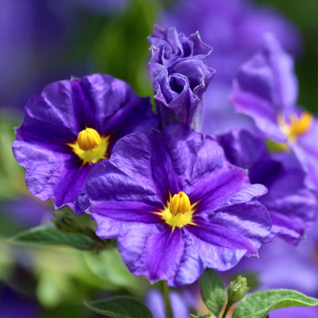 Solanum rantonnetii