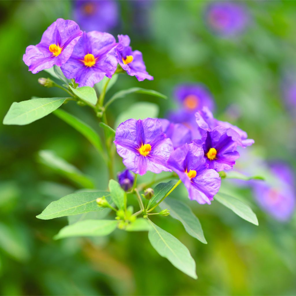 Solanum rantonnetii