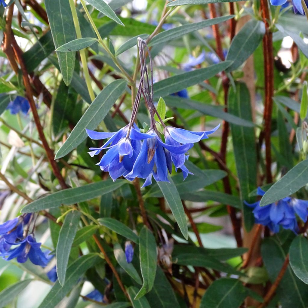 Sollya heterophylla Ultra Blue