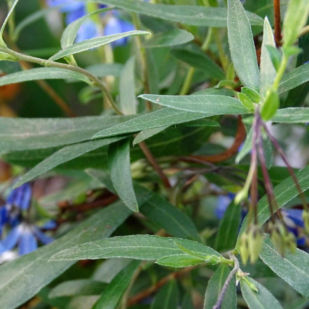 Sollya heterophylla Ultra Blue