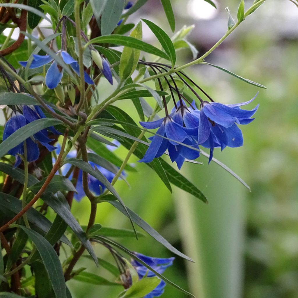 Sollya heterophylla Ultra Blue