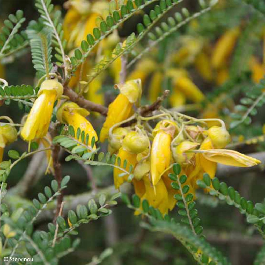 Sophora microphylla Dragon's Gold