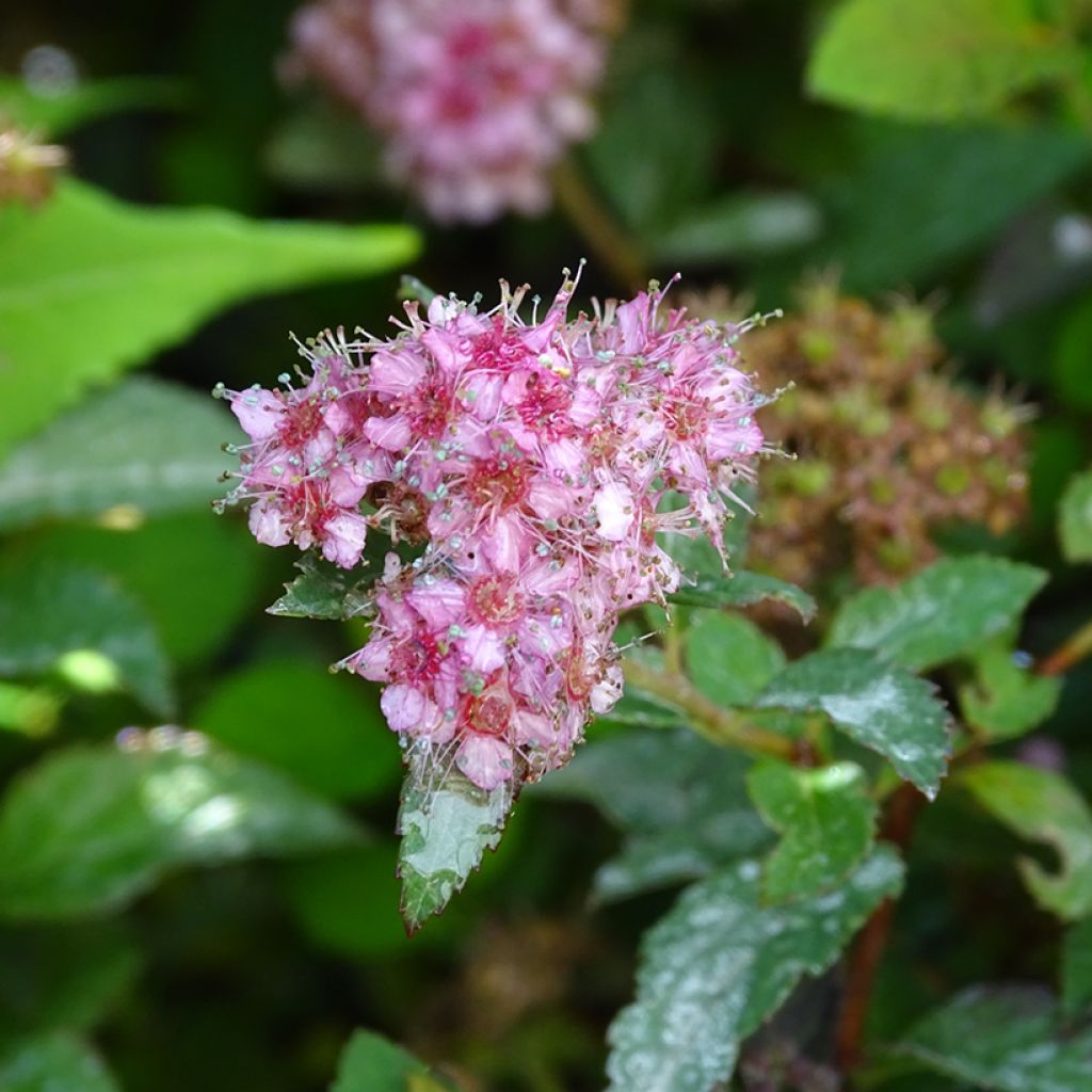 Spiraea japonica Merlo Green - Spirée japonaise