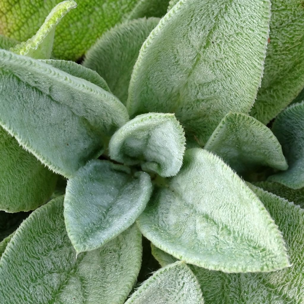 Stachys byzantina Big Ears - Stregona candida