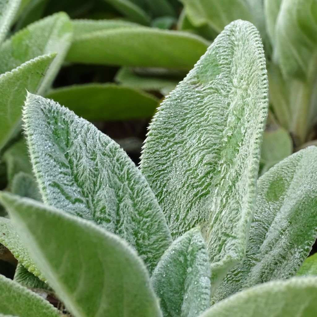 Stachys byzantina Big Ears - Stregona candida