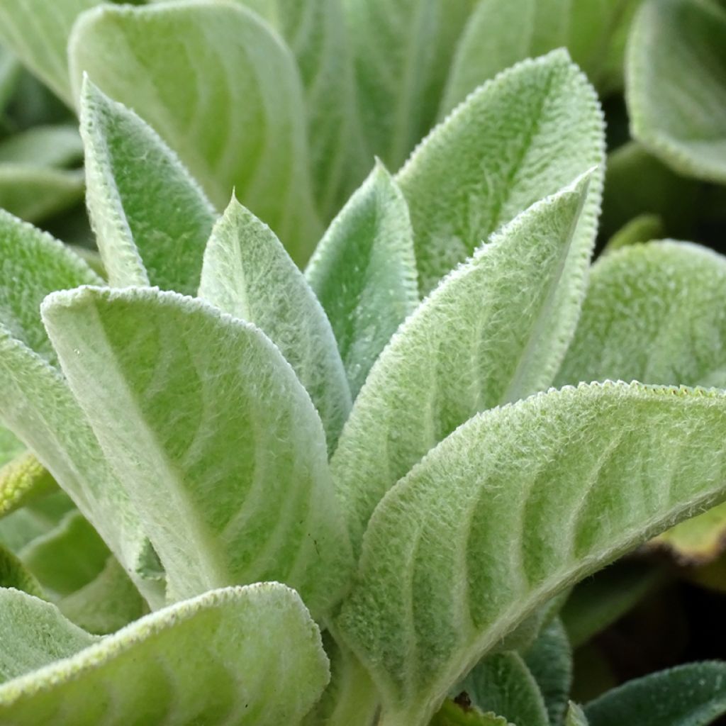 Stachys byzantina Big Ears - Stregona candida