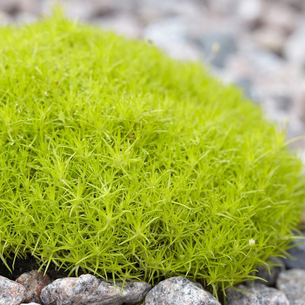 Sagina Lime Moss - Muschio irlandese