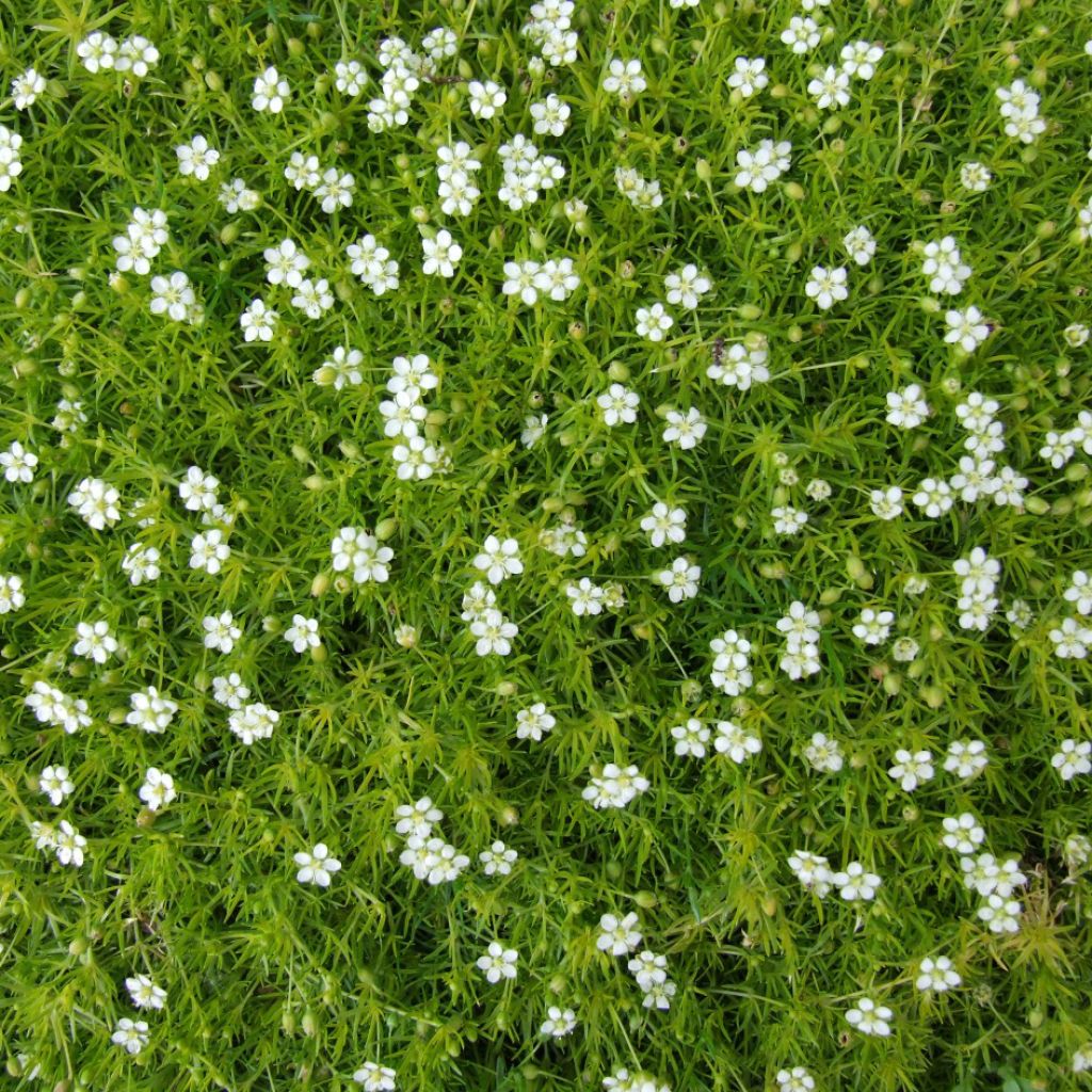 Sagina subulata - Muschio irlandese