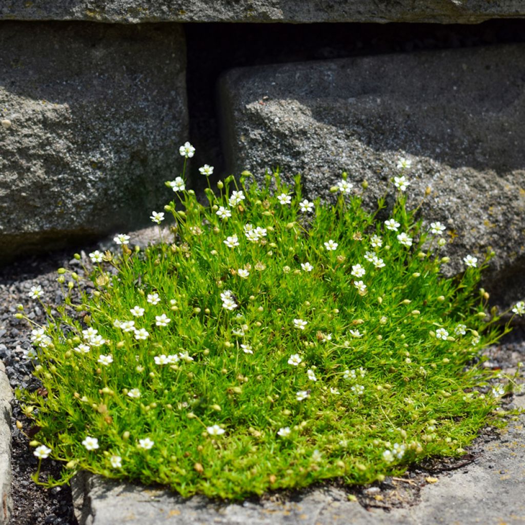 Sagina subulata - Muschio irlandese