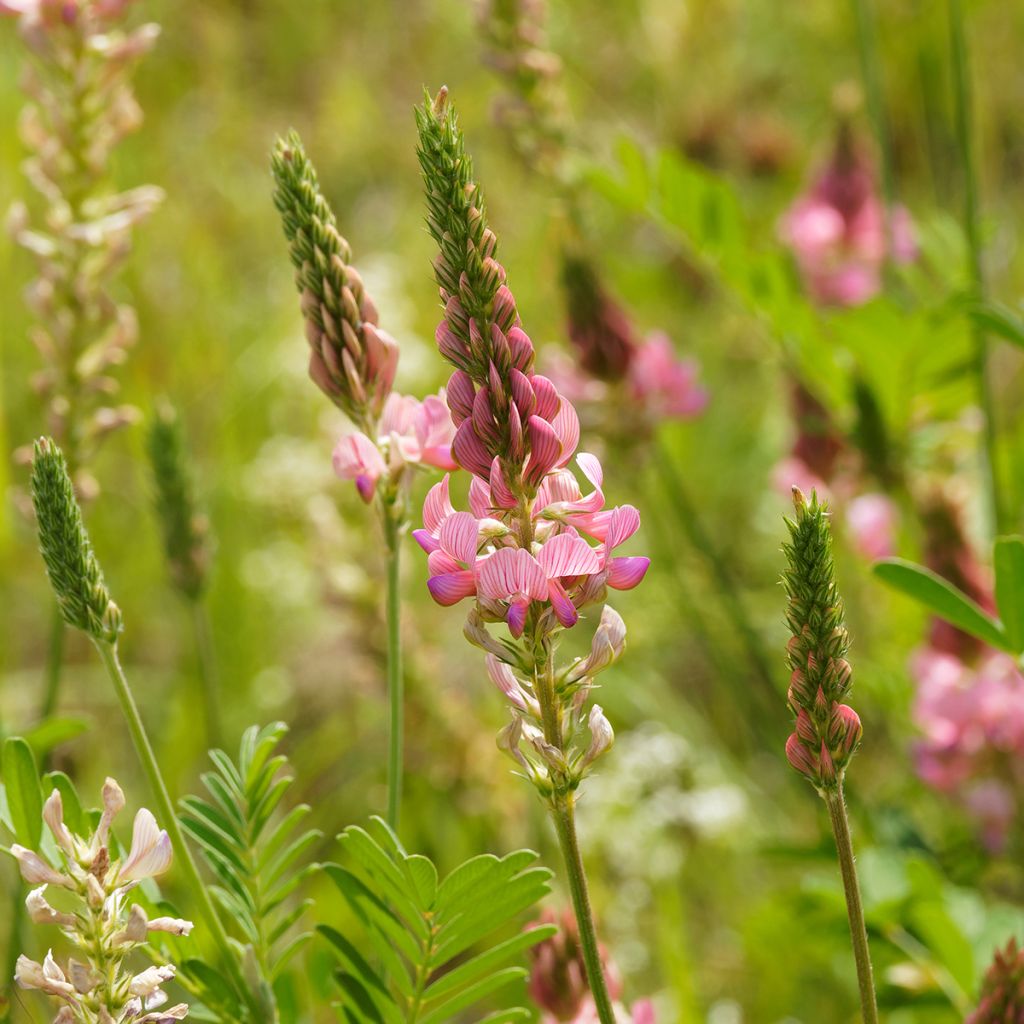 Onobrychis viciifolia (sovescio) - Lupinella comune