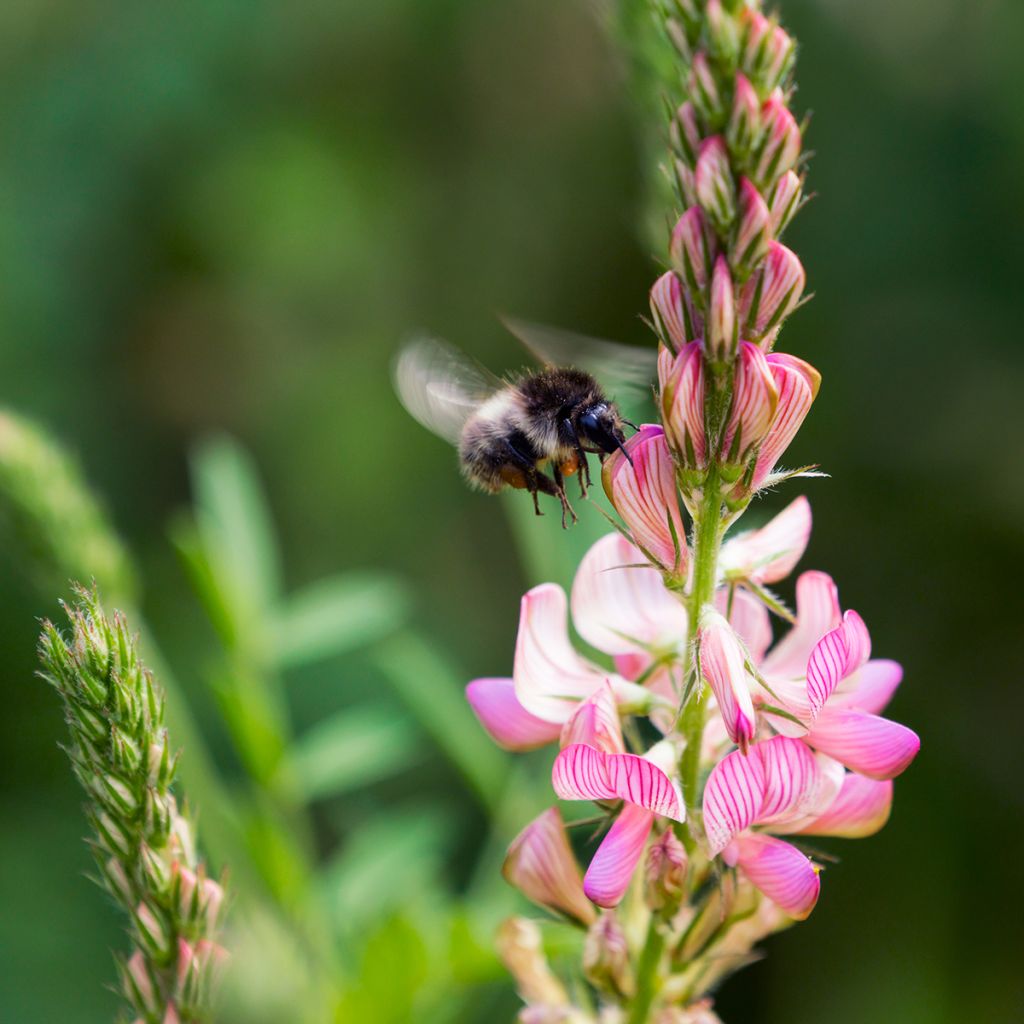 Onobrychis viciifolia (sovescio) - Lupinella comune