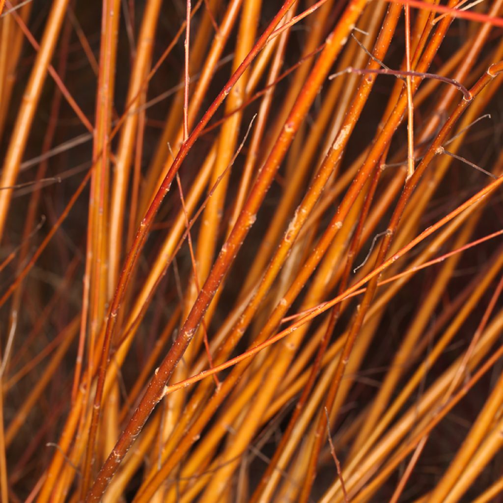 Salix Pamiati Bażowa