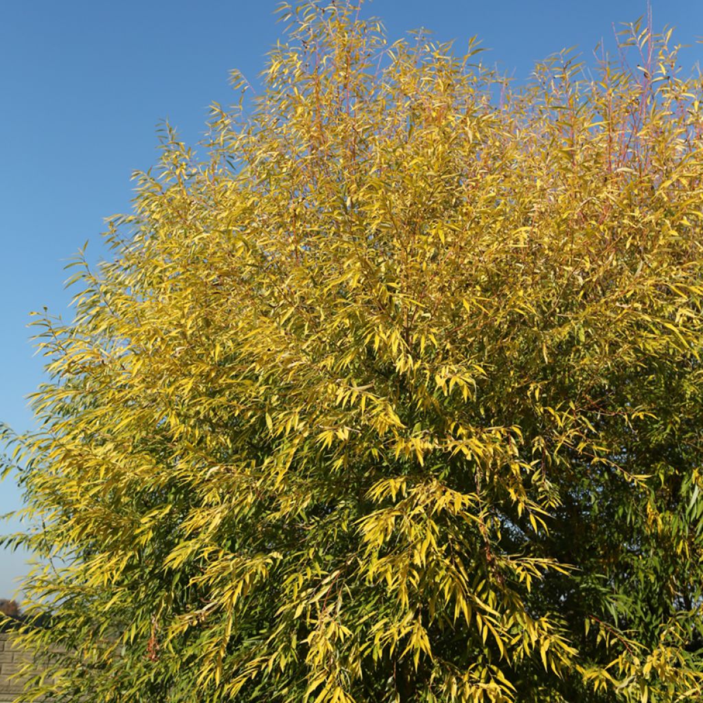 Salix alba Aurea