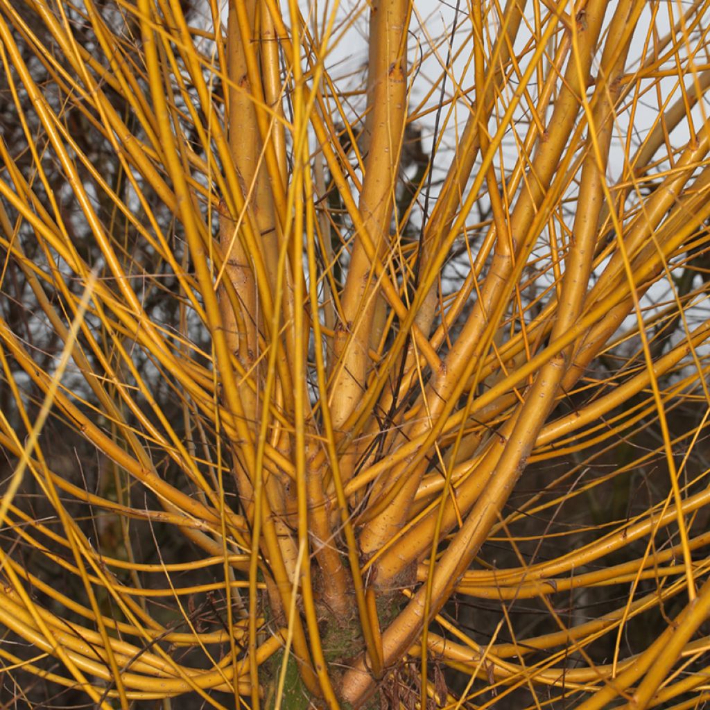 Salix alba Golden Ness - Salice bianco dorato