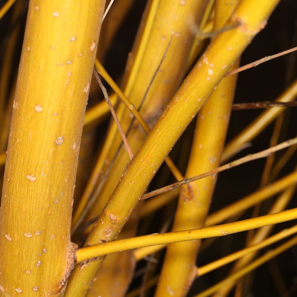 Salix alba Golden Ness - Salice bianco dorato