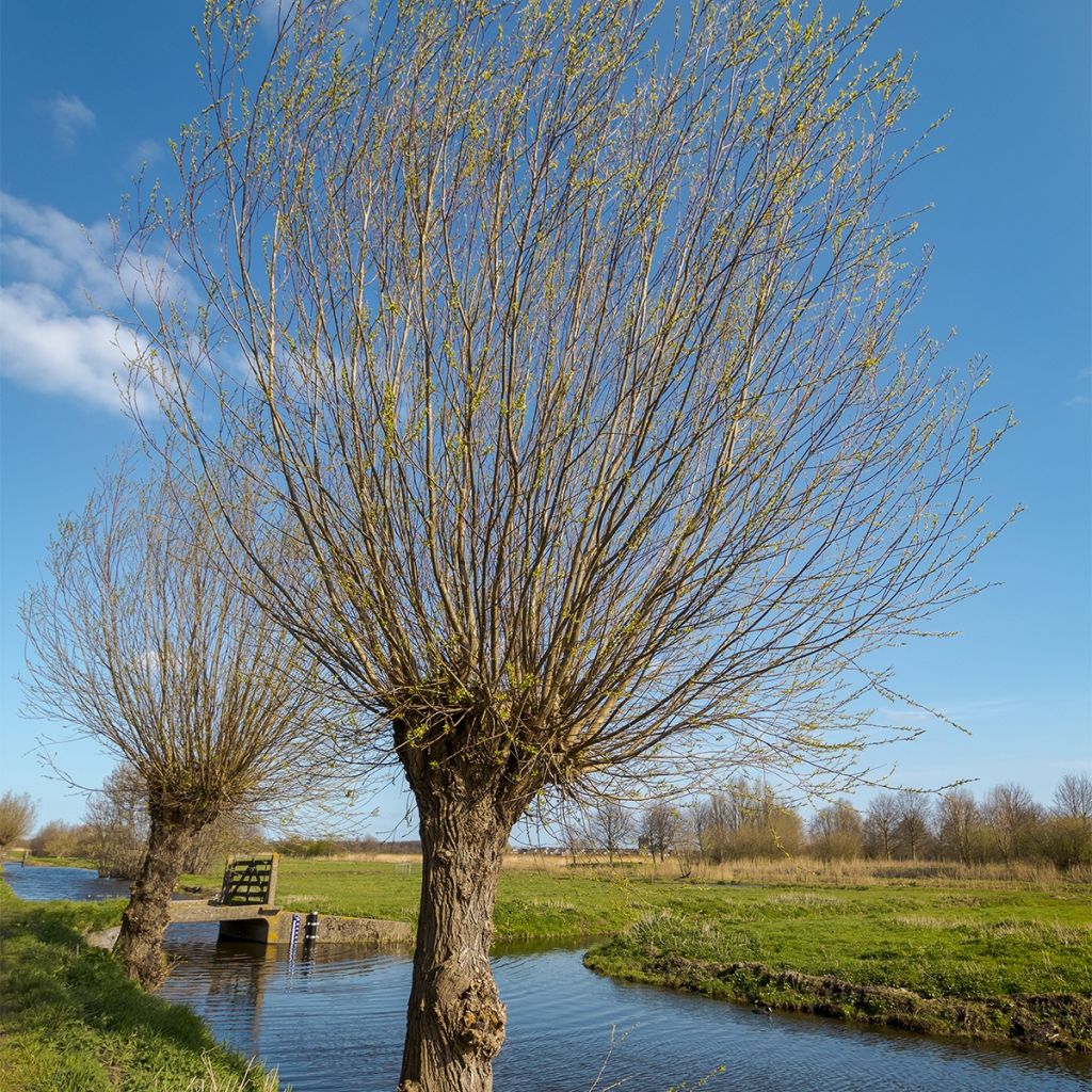 Salix alba Liempde - Saule blanc, argenté