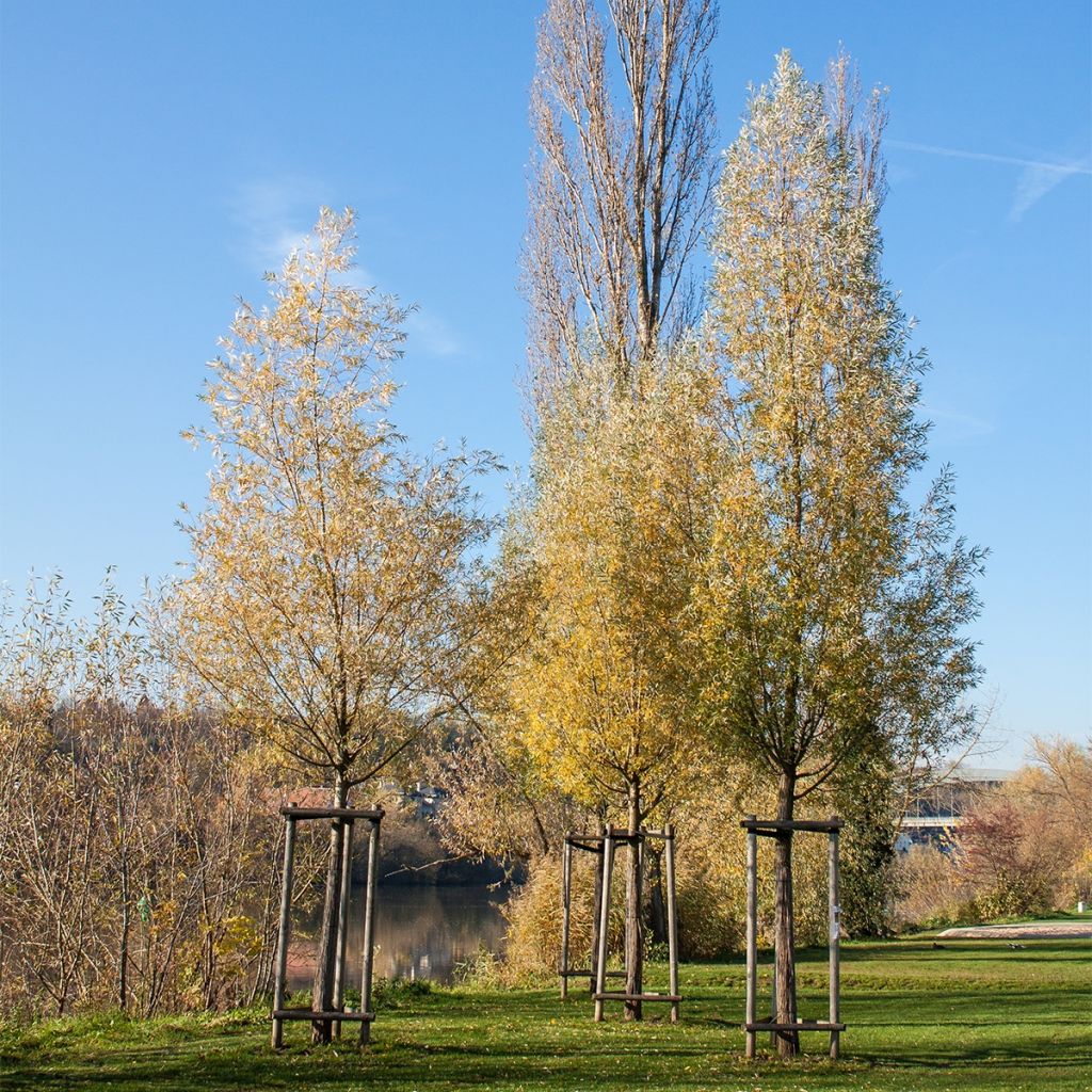 Salix alba Liempde - Saule blanc, argenté