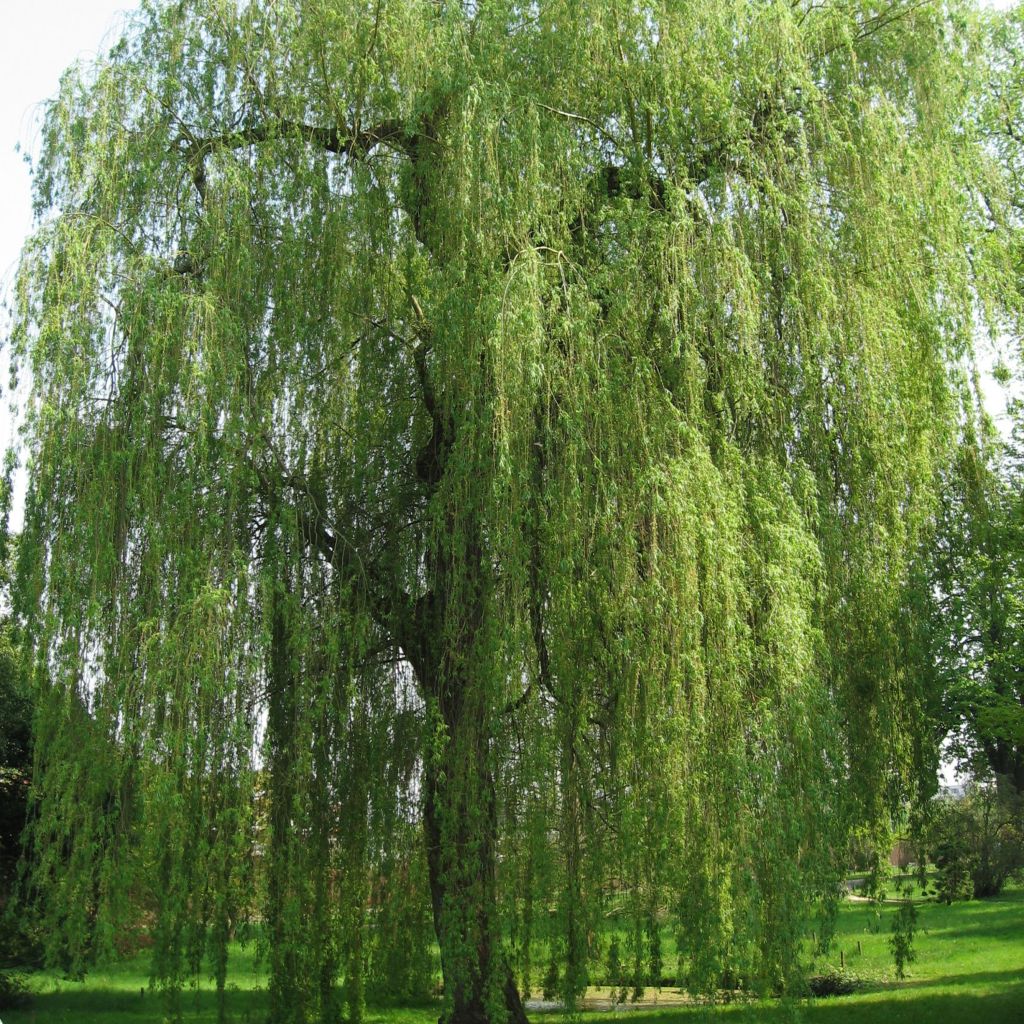 Saule pleureur - Salix alba Tristis