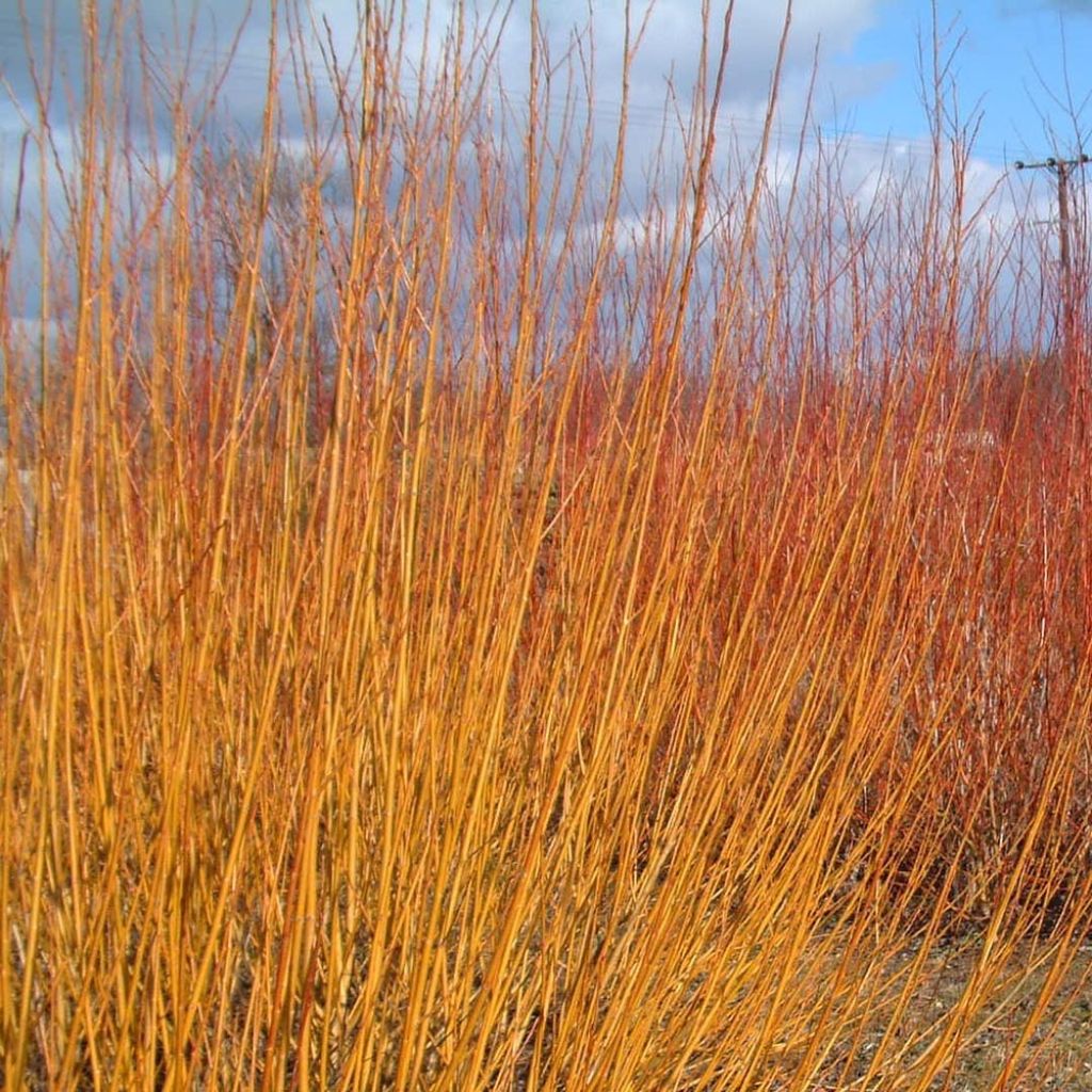 Salix alba Vitellina - Saule doré, amarine