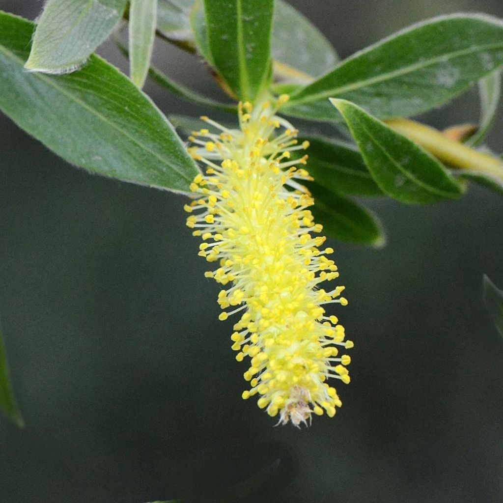 Salix alba Vitellina - Saule doré, amarine