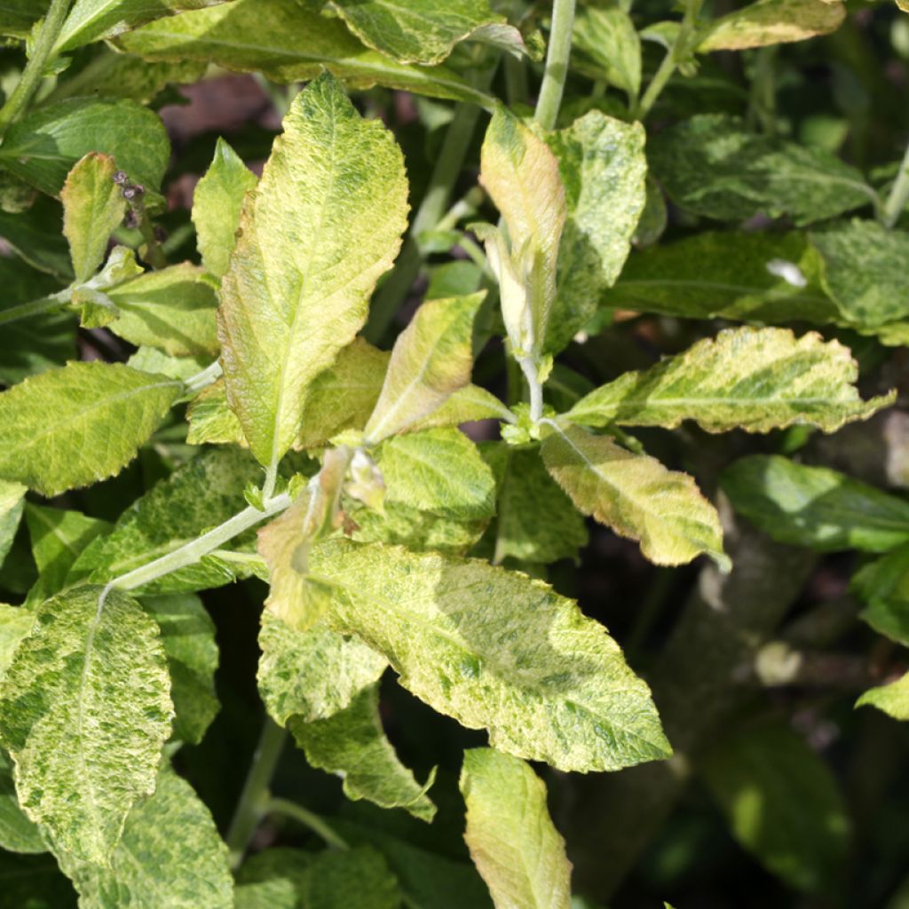 Salix aurita Büchelberg