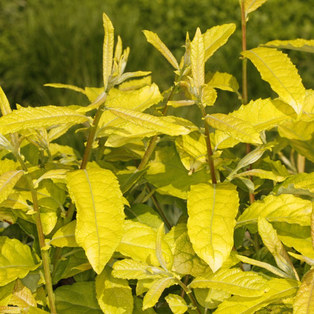 Salix caprea Ogon