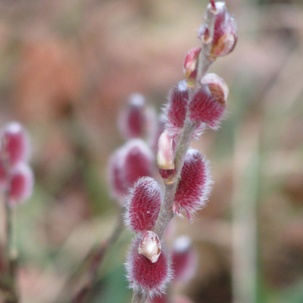 Salix gracilistyla Mount Aso - Salice rosa