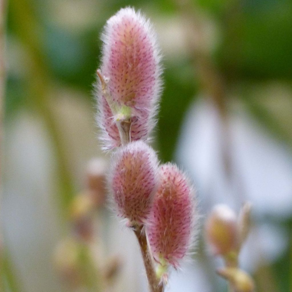 Salix gracilistyla Mount Aso - Salice rosa