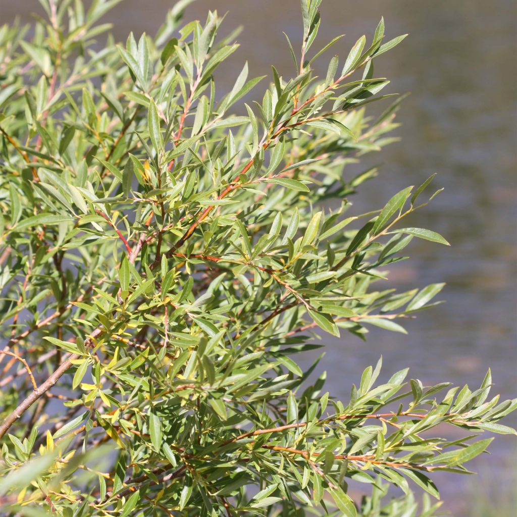 Salix exigua - Saule des coyottes