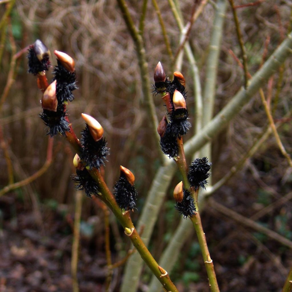 Saule griffe de loup - Salix gracilistyla melanostachys Kurome