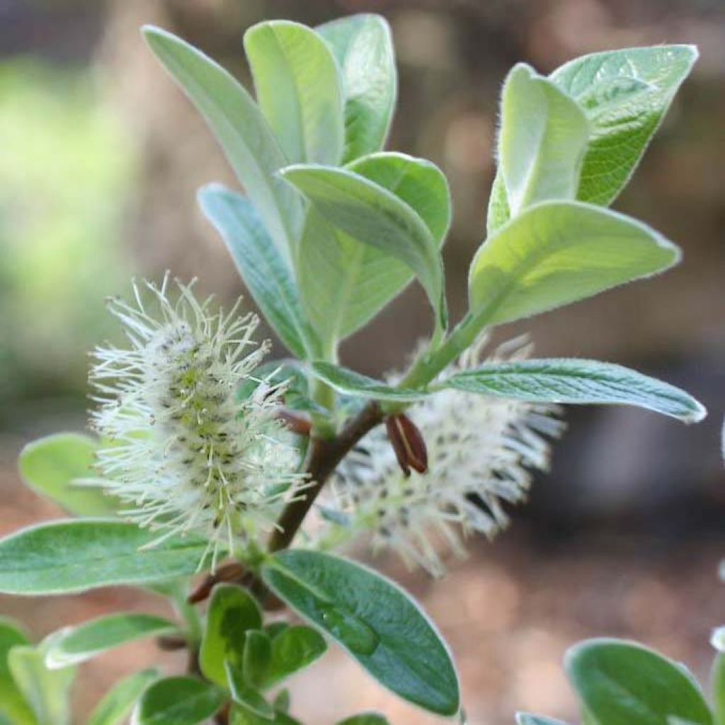 Salix helvetica - Saule de Suisse