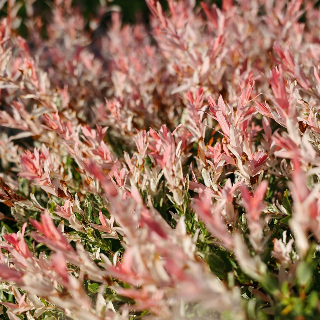 Saule crevette - Salix integra Flamingo