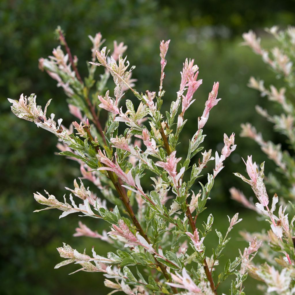 Saule crevette - Salix integra Flamingo