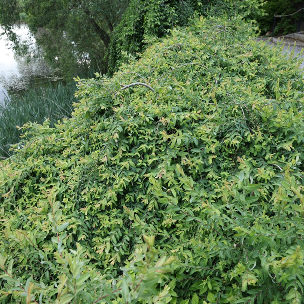 Salix integra Pendula