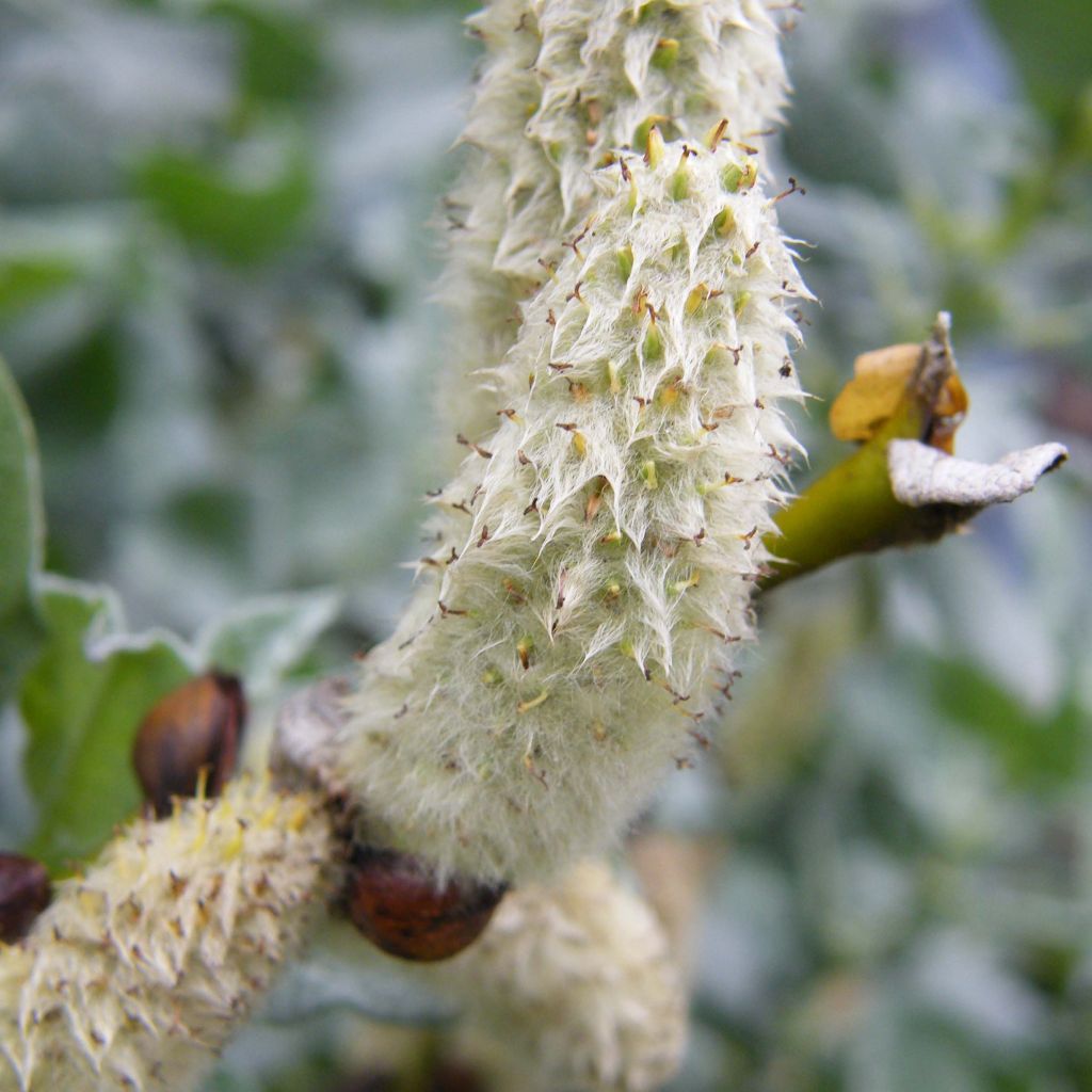 Salix lanata - Saule laineux