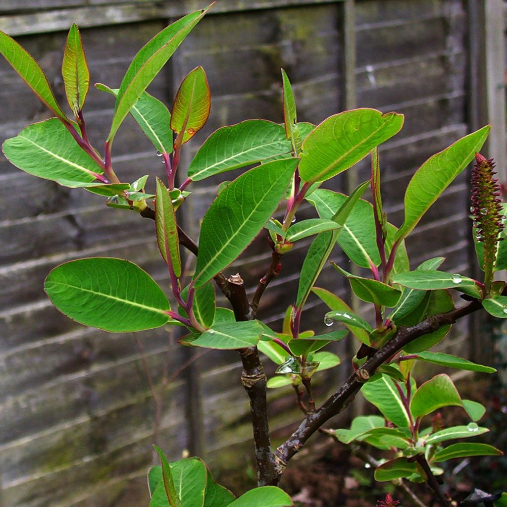 Salix  magnifica - Saule magnifique 