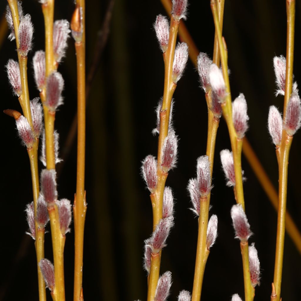 Salix purpurea Howki - Salice rosso