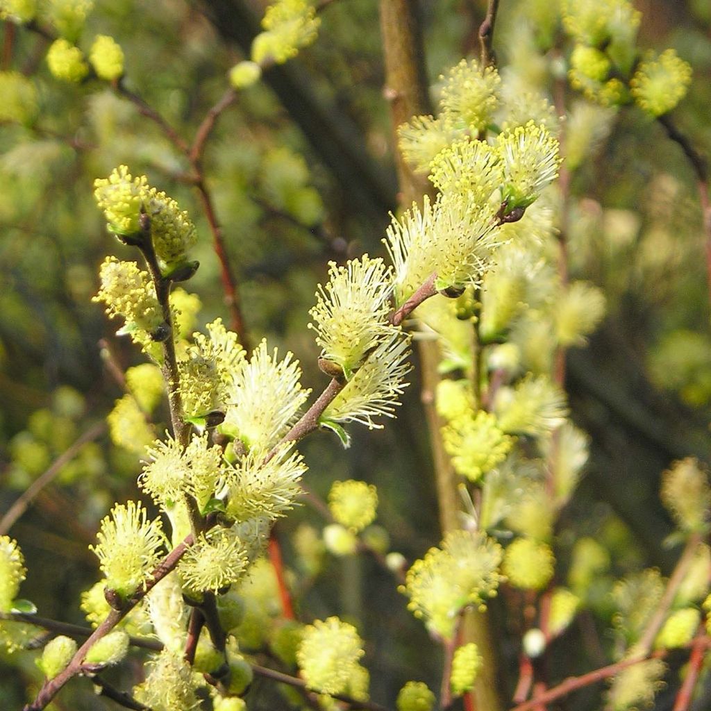 Salix repens - Salice strisciante