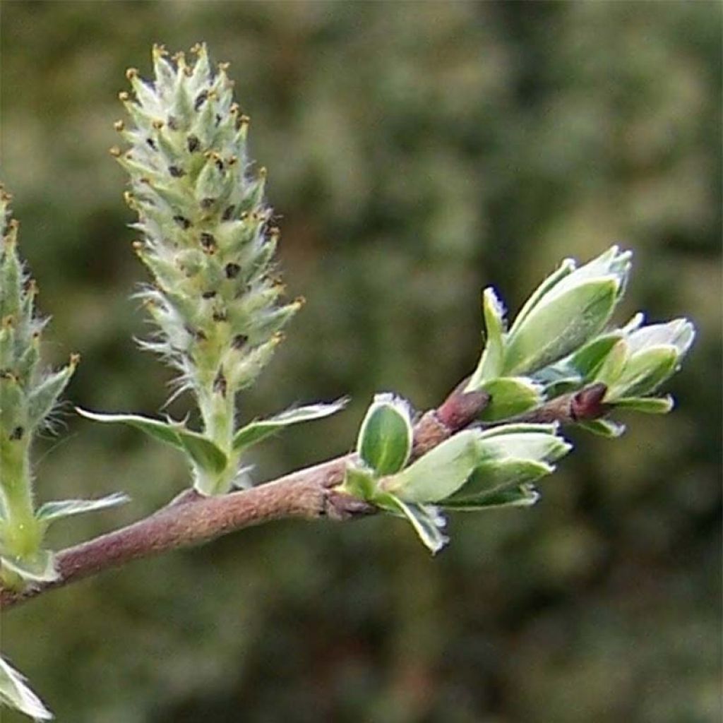 Salix repens - Salice strisciante