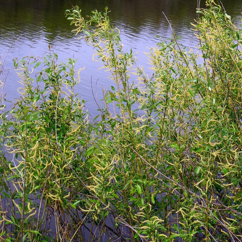 Salix triandra - Osier brun