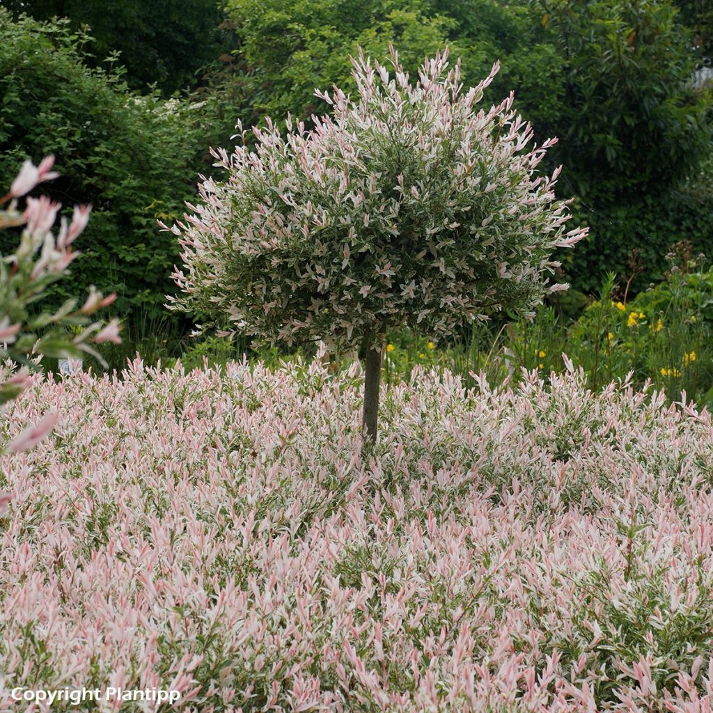 Saule crevette - Salix integra Flamingo