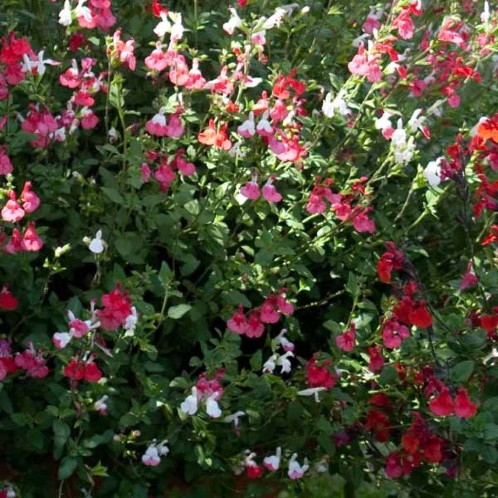 Salvia microphylla grahamii Hot Lips - Salvia arbustiva