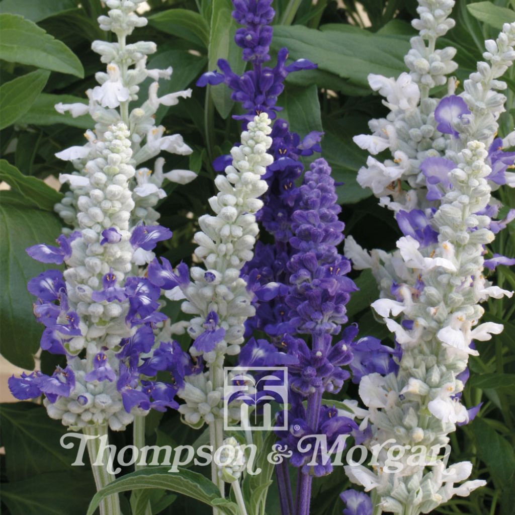 Salvia Farinacea Seascape Mixed 