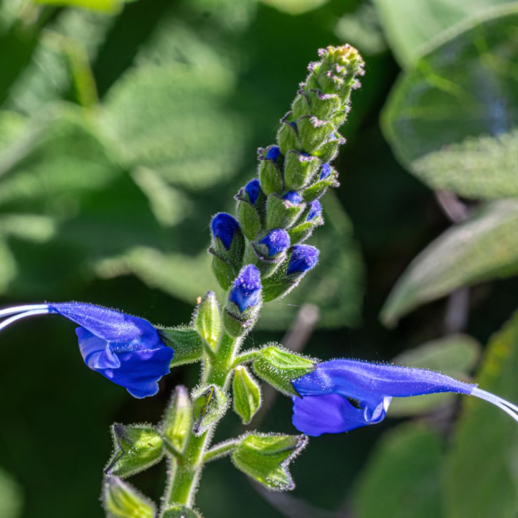 Salvia cacaliifolia - Vite blu