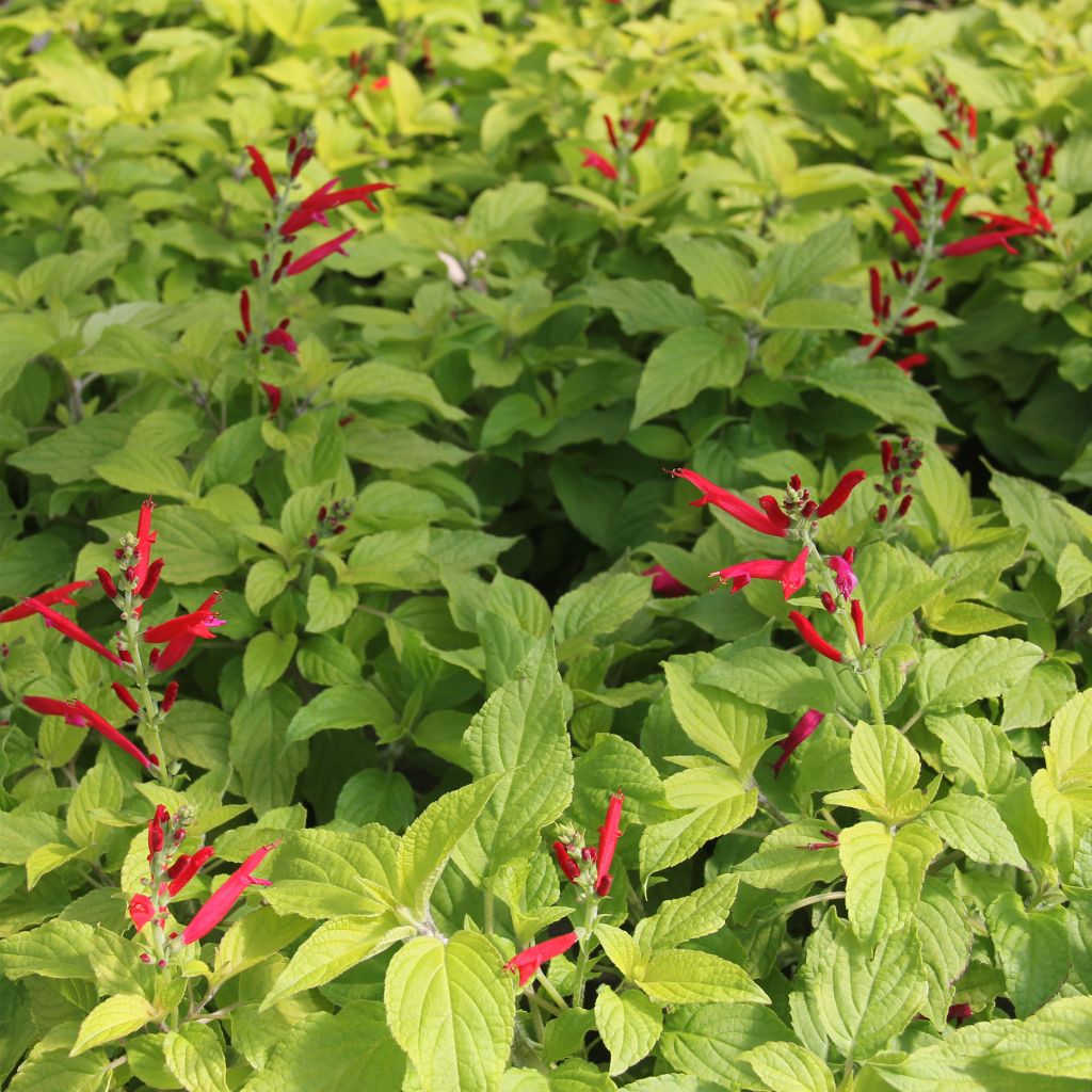 Salvia elegans Golden Delicious - Salvia ananas