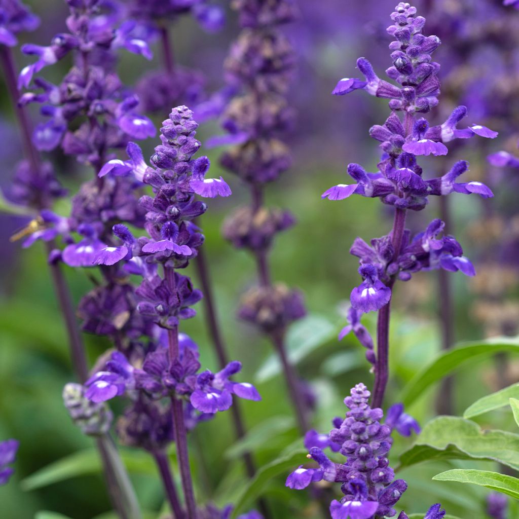 Sauge farineuse Victoria Blue - Salvia farinacea